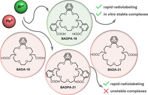 bhkenlo's tweet photo. Double-Armed 18- and 21-Membered Macrocycles as Potential Chelators for Lead and Bismuth Radiopharmaceuticals | Inorganic Chemistry https://t.co/NvWcZgVCSB Zubenko and co-workers @InorgChem #lead #bismuth #radiopharmaceuticals #doublearmed #18_21_membered #chelator https://t.co/KTz0RLWsve