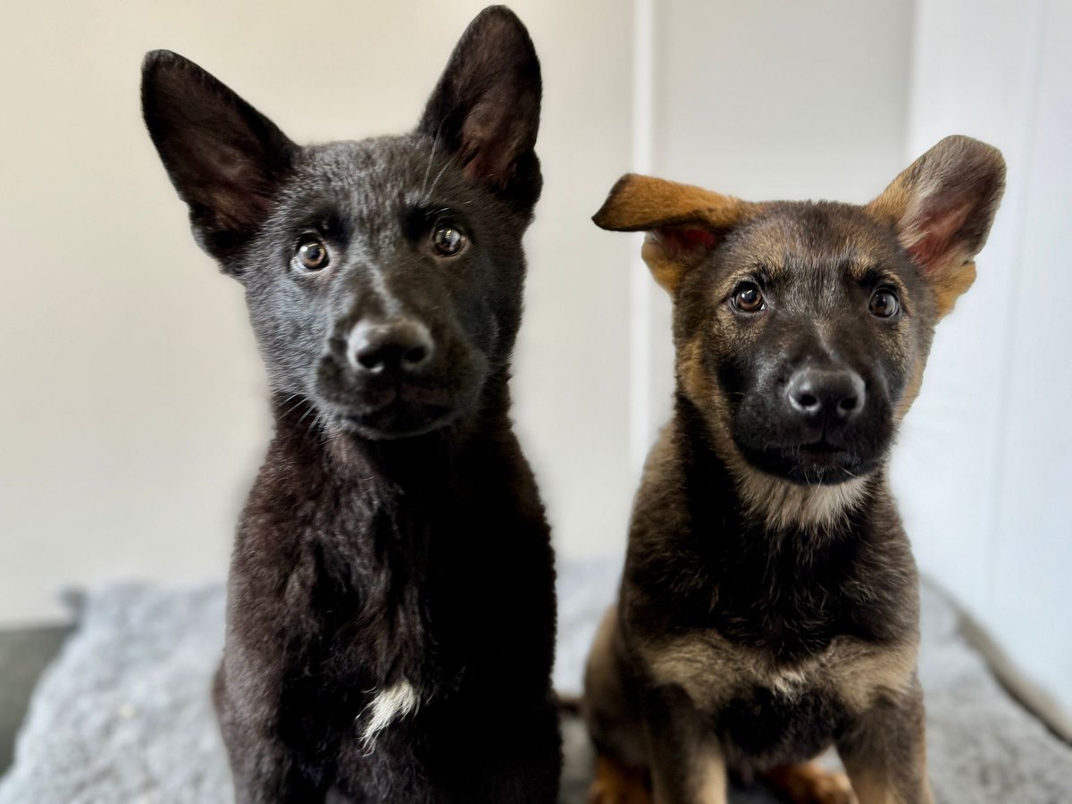 GMPDogs's tweet photo. Warning ⛔️ 
This post comes with a cuteness overload 
Double trouble.
GMP’s latest recruits.
TPD (le)- Chabal and TPD Lennon.🐾🐾 https://t.co/krBeurcmwJ