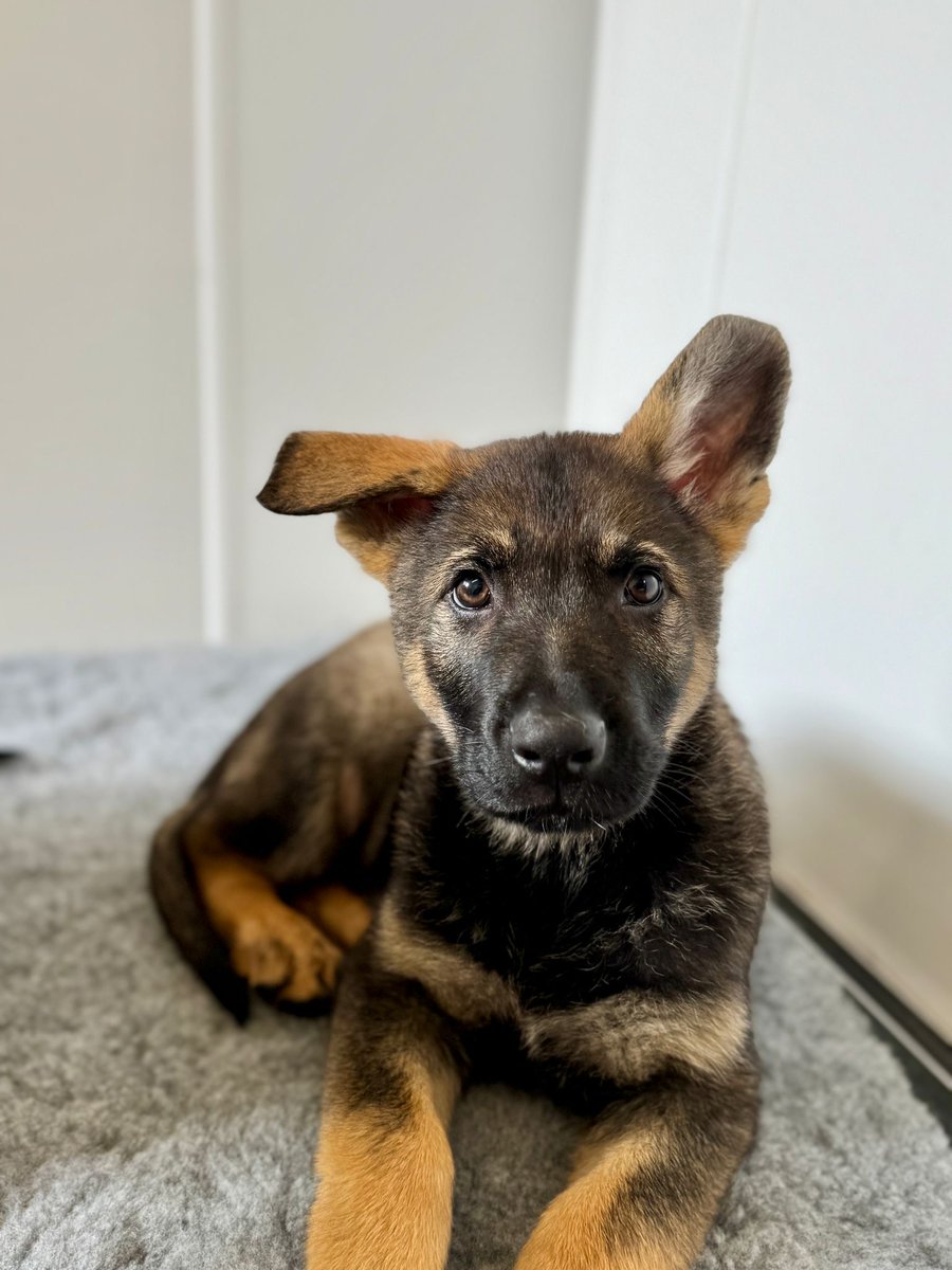 GMPDogs's tweet photo. Warning ⛔️ 
This post comes with a cuteness overload 
Double trouble.
GMP’s latest recruits.
TPD (le)- Chabal and TPD Lennon.🐾🐾 https://t.co/krBeurcmwJ
