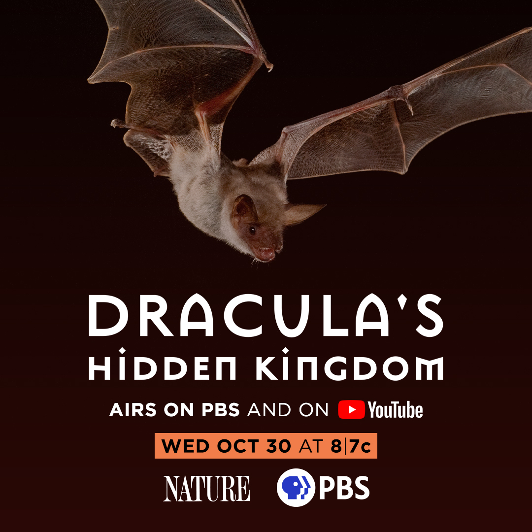 CTLFilms's tweet photo. For anyone in America, be sure to catch our new film Dracula’s Hidden Kingdom tonight at 8pm Eastern Time on PBS. We spent years filming in Transylvania to highlight the wonderful wild world there. Narrated by the brilliant Jeremy Irons. #NaturePBS https://t.co/YVlZJtk24Q
