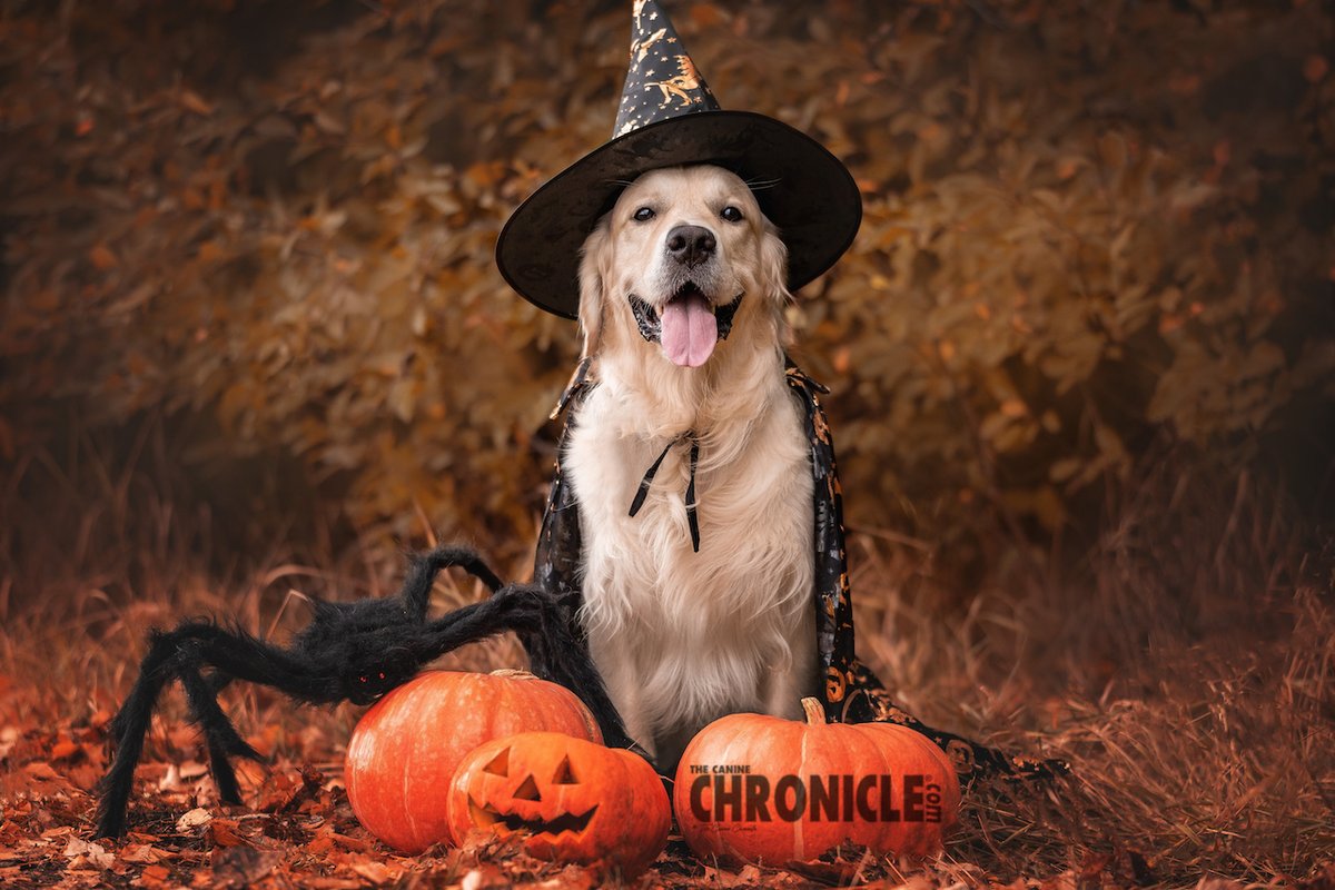 Happy Halloween from The Canine Chronicle!