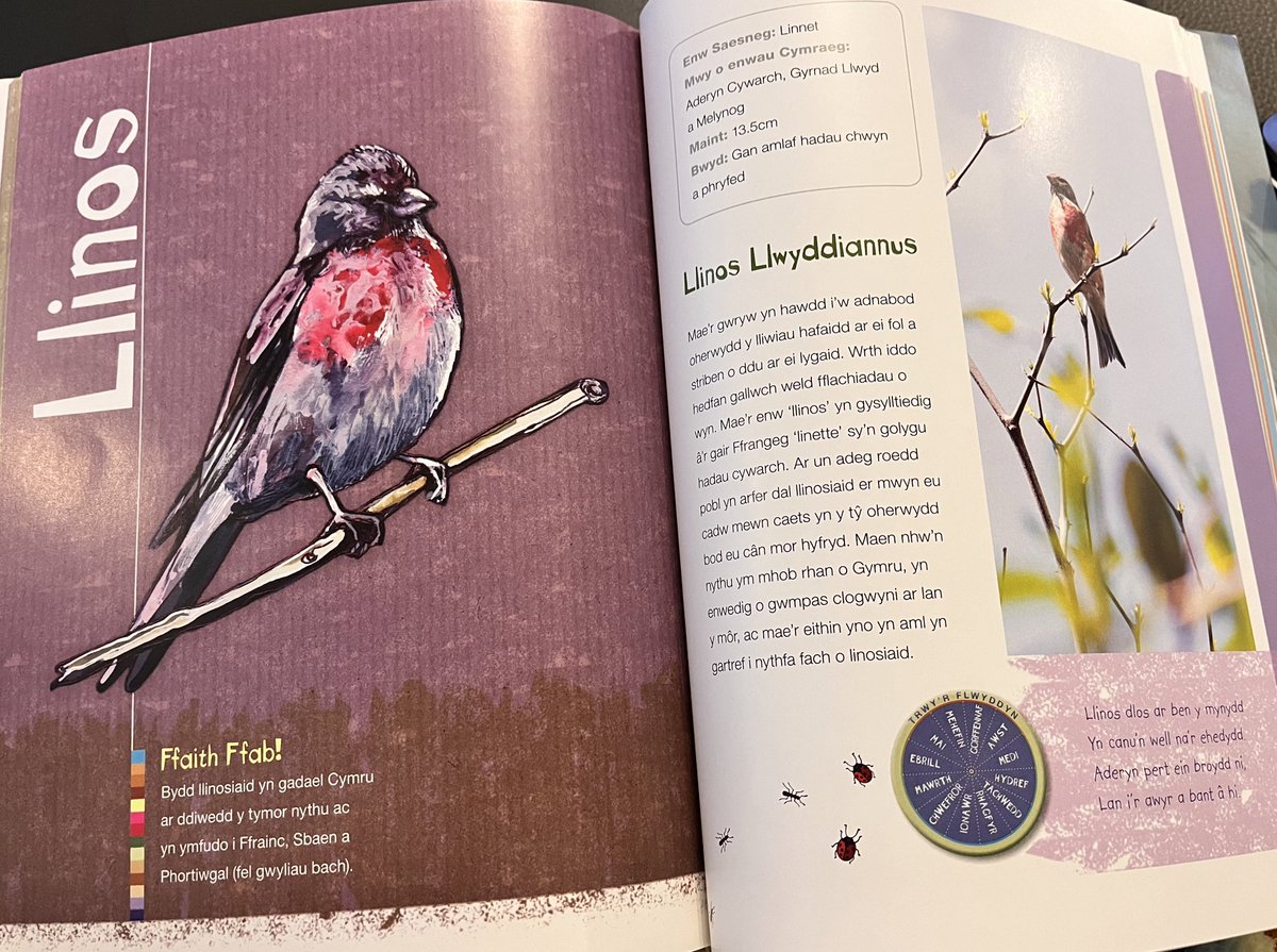 tinywander's tweet photo. A lovely Christmas present for any Tiny Welsh Twitchers! Full of fascinating facts and beautiful illustrations 🕊️ https://t.co/cyOs70Hird