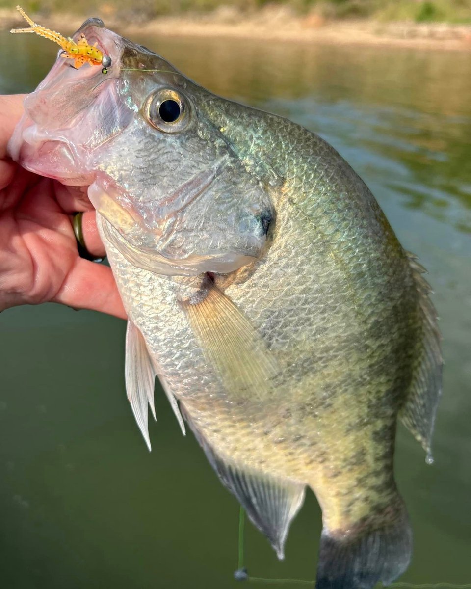 CrappieNow's tweet photo. When the fish aren’t interested in shad, the @Bobby_Garland Mayfly is the perfect solution to entice them! Learn more at https://t.co/ZyOSiIhDkh
#BobbyGarland #CrappieFishing #Crappie #DockShooting #Mayfly https://t.co/1sGMbFVOrL