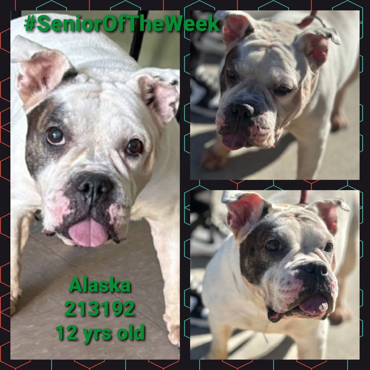 MorgFairsdogs's tweet photo. Alaska 213192
#SaveOurSeniors #NYCACC
#SeniorOfTheWeek
She's 12 years old
Sweet, older, social girl
Has medical needsππ
A shelter is no place for old girls!
Save Alaska!
https://t.co/fHOHVhDk7x
#Pledge4Rescue #foster #adopt https://t.co/pHPqSkTJXF