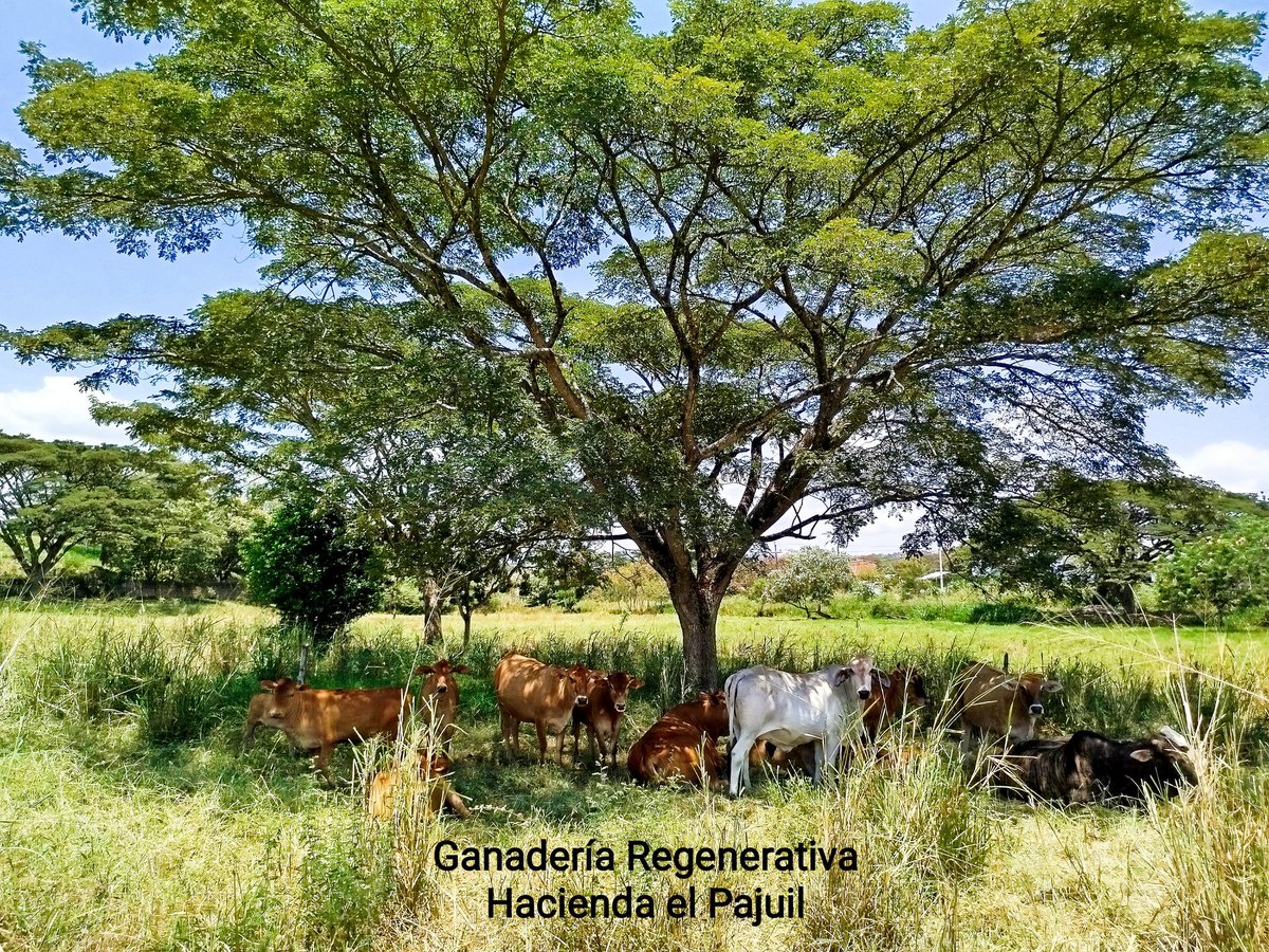 PREGUNTA el Maestro Johann Zietsman 

¿Es posible optimizar las condiciones ambientales para lograr la MÁXIMA fertilidad y seleccionar de manera EFECTIVA la fertilidad práctica (condición corporal inherente y equilibrio hormonal)?
 
#PastoreoNoSelectivo 
#HaciendoElPajuil 
#PUAD