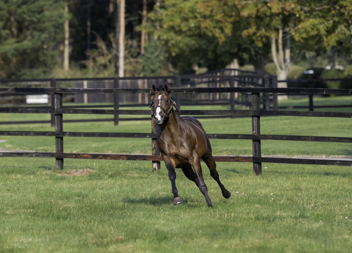 Manton Park Stallions tweet media