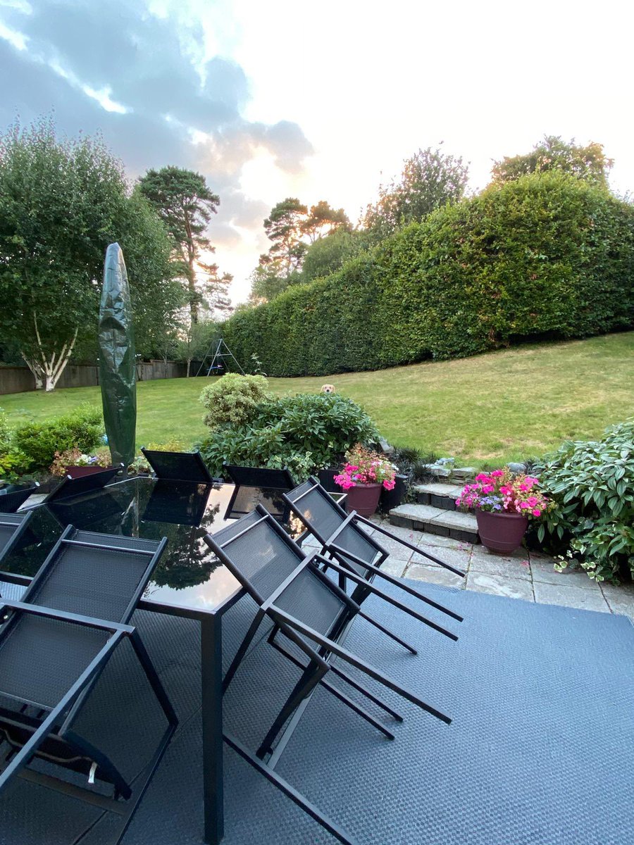 This is why I’m in contention to become the world hide and seek champion. Can you find me? <a href="/dog_rates/">WeRateDogs</a> <a href="/dog_feelings/">Thoughts of Dog</a> <a href="/GoldenGeorgeous/">Gorgeous George</a> <a href="/CuteGoldens/">Golden Retrievers</a>