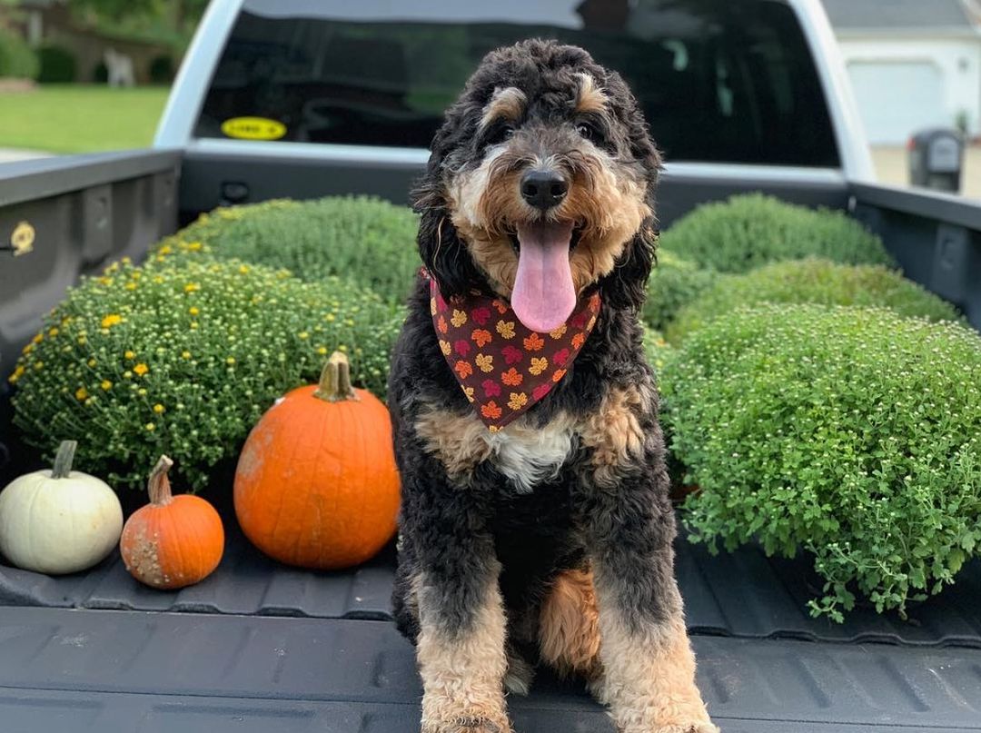 Fall vibes and furry friends! 🍂🐾 This LINE-X bedliner is ready for autumn adventures, complete with pumpkins and mums. Who else is embracing the season?

📸: LINE-X of Fredericksburg

#HalloweenEve #LINEX #PawsAndPumpkins #Bedliner
