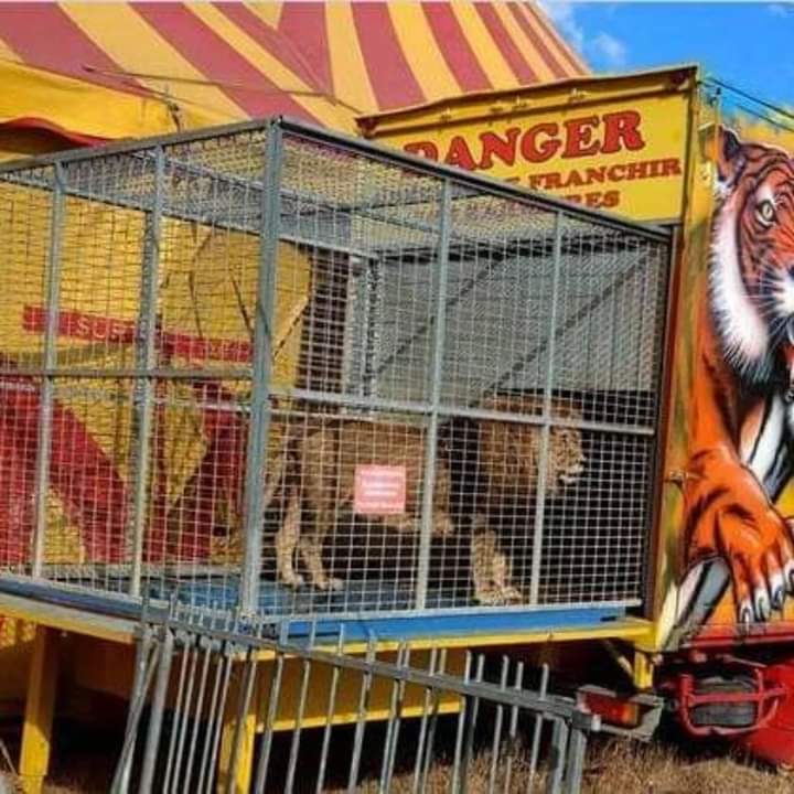 Adea Claude tweet media