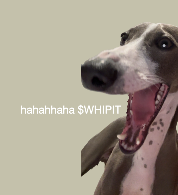 whipitcoin's tweet photo. $WHIPIT https://t.co/jTGiFwHJvm