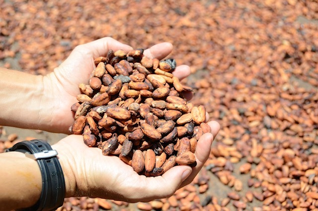 NWF_Intl's tweet photo. Will you choose the right #chocolate this #Halloween ? 🎃🍫 "It’s crucial that we look beyond the festive decorations and focus on the stories hidden behind our favourite treats—stories of exploitation, poverty, and injustice in the cocoa industry." 📲 https://t.co/PsOAA2f3Z9 https://t.co/XywJV010bI