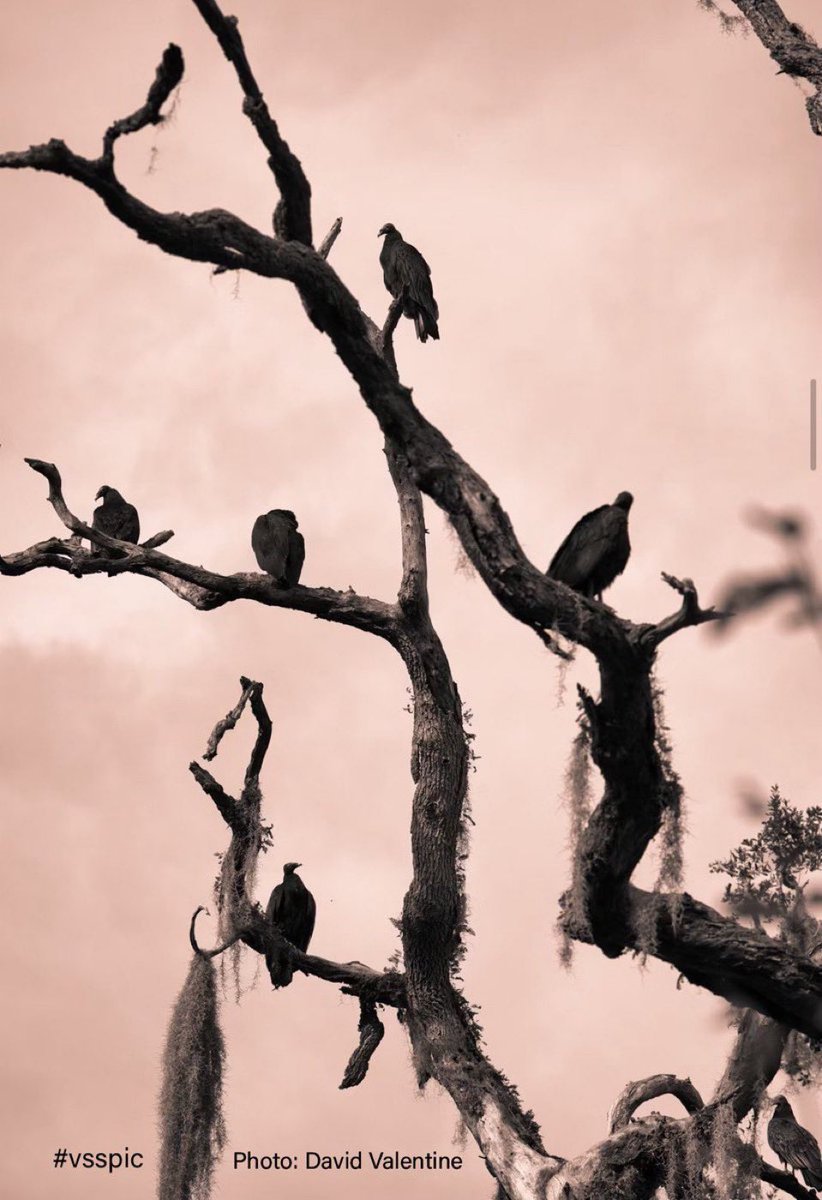 Vultures always perched in the tree at old Mrs. Hall’s farm. She’d become quite fond of them. 

She’d drag a body out at dawn and by noon they’d have picked it clean. The bones went to the freezer for soup. 

The only perk to being old, no one suspects you of anything. #vsspic