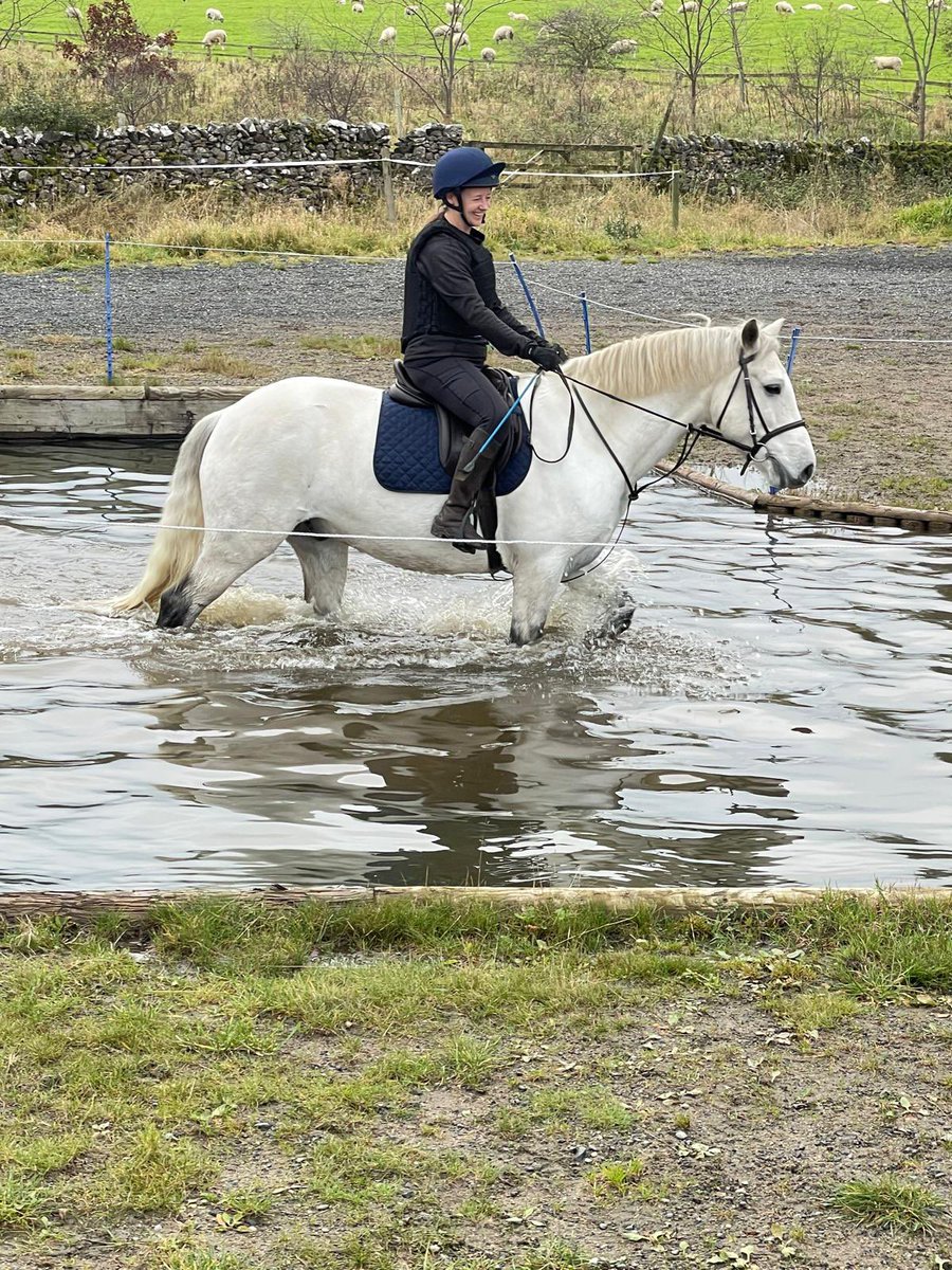 💕🐴🐦