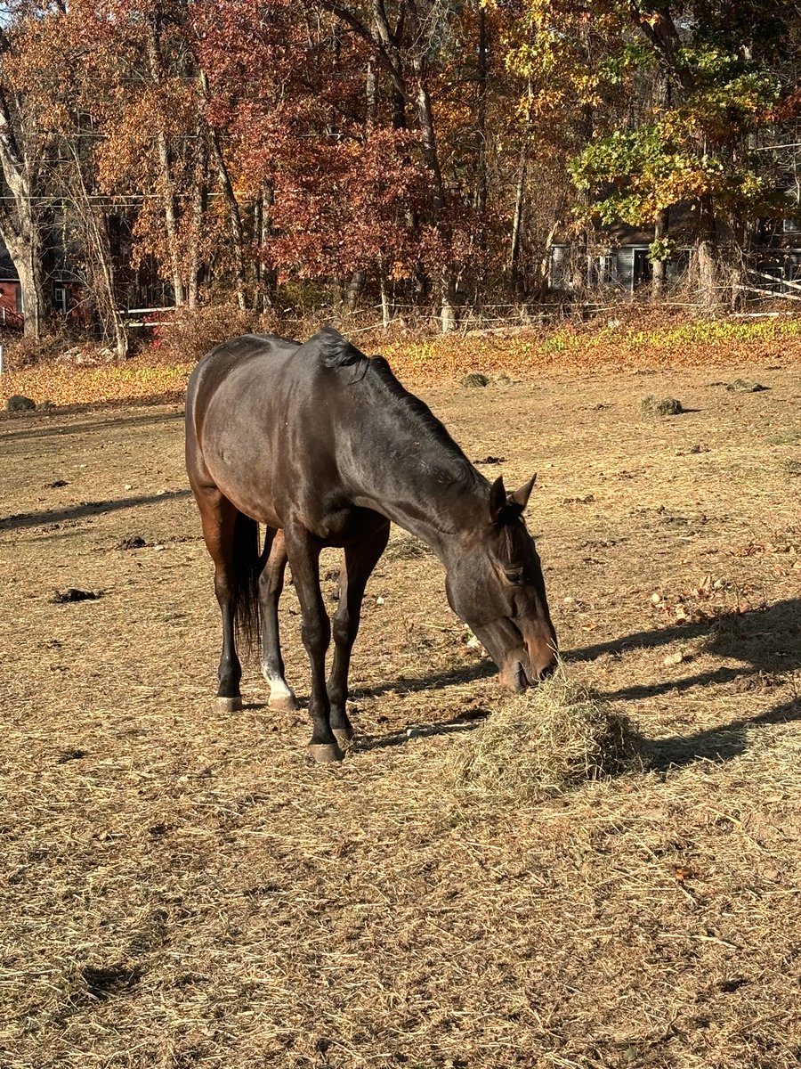 heartandhooves's tweet photo. HES GOT THE LOOK aka cooper living life in retirement due to a old tendon injury he is not rideable❤️❤️❤️ saved in December 2023 thanks to all of you!! Enjoying the sanctuary life
#standardbred
#standardbredsofinstagram https://t.co/x5hlAE3KUY