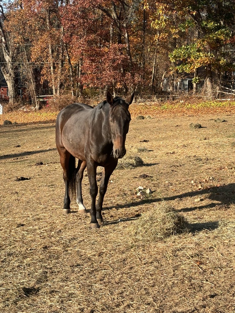 heartandhooves's tweet photo. HES GOT THE LOOK aka cooper living life in retirement due to a old tendon injury he is not rideable❤️❤️❤️ saved in December 2023 thanks to all of you!! Enjoying the sanctuary life
#standardbred
#standardbredsofinstagram https://t.co/x5hlAE3KUY