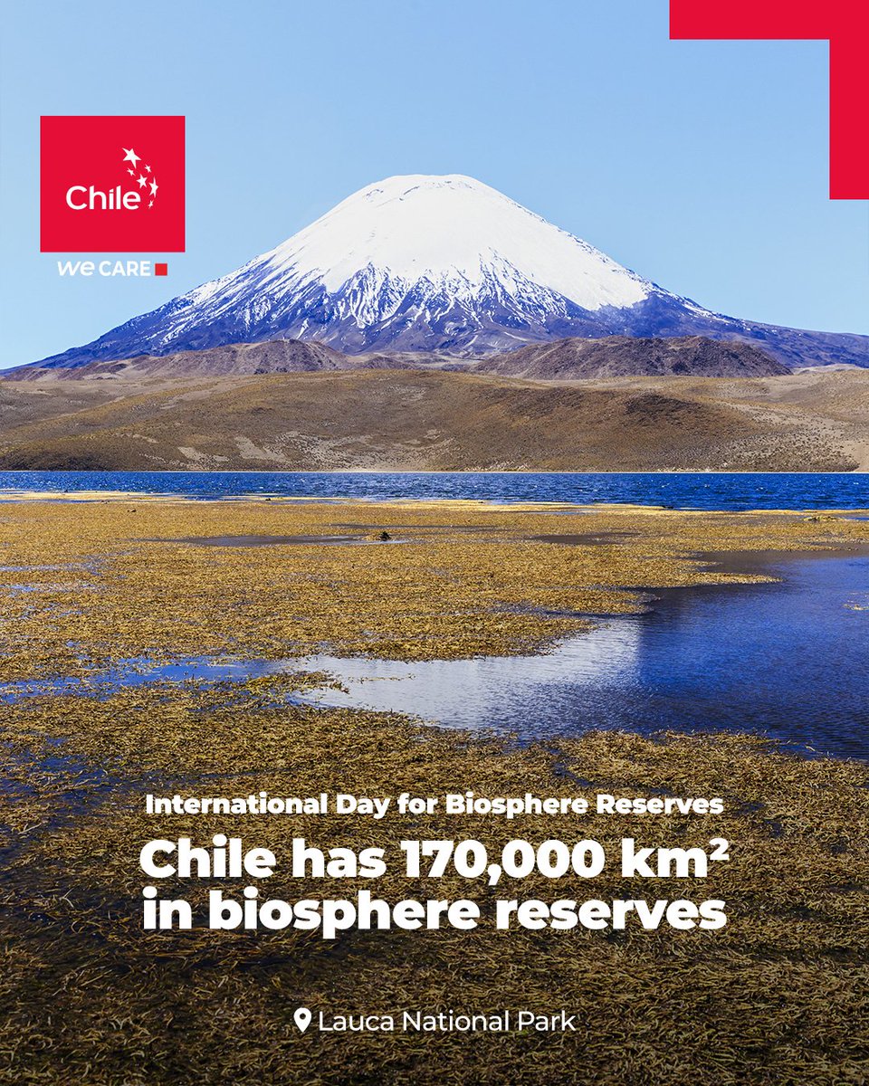 MarcaChile.cl (@thisischile) on Twitter photo Protecting biodiversity is our commitment 🌳
Today, on the International Day for Biosphere Reserves, we reaffirm Chile's dedication to our ecosystems. <a href="/UNESCO/">UNESCO 🏛️ #Education #Sciences #Culture 🇺🇳</a> has recognized 10 protected areas here: 11.5M hectares of land & 5.8M in marine areas 😀
#SustainableChile Protecting biodiversity is our commitment 🌳
Today, on the International Day for Biosphere Reserves, we reaffirm Chile's dedication to our ecosystems. <a href="/UNESCO/">UNESCO 🏛️ #Education #Sciences #Culture 🇺🇳</a> has recognized 10 protected areas here: 11.5M hectares of land & 5.8M in marine areas 😀
#SustainableChile