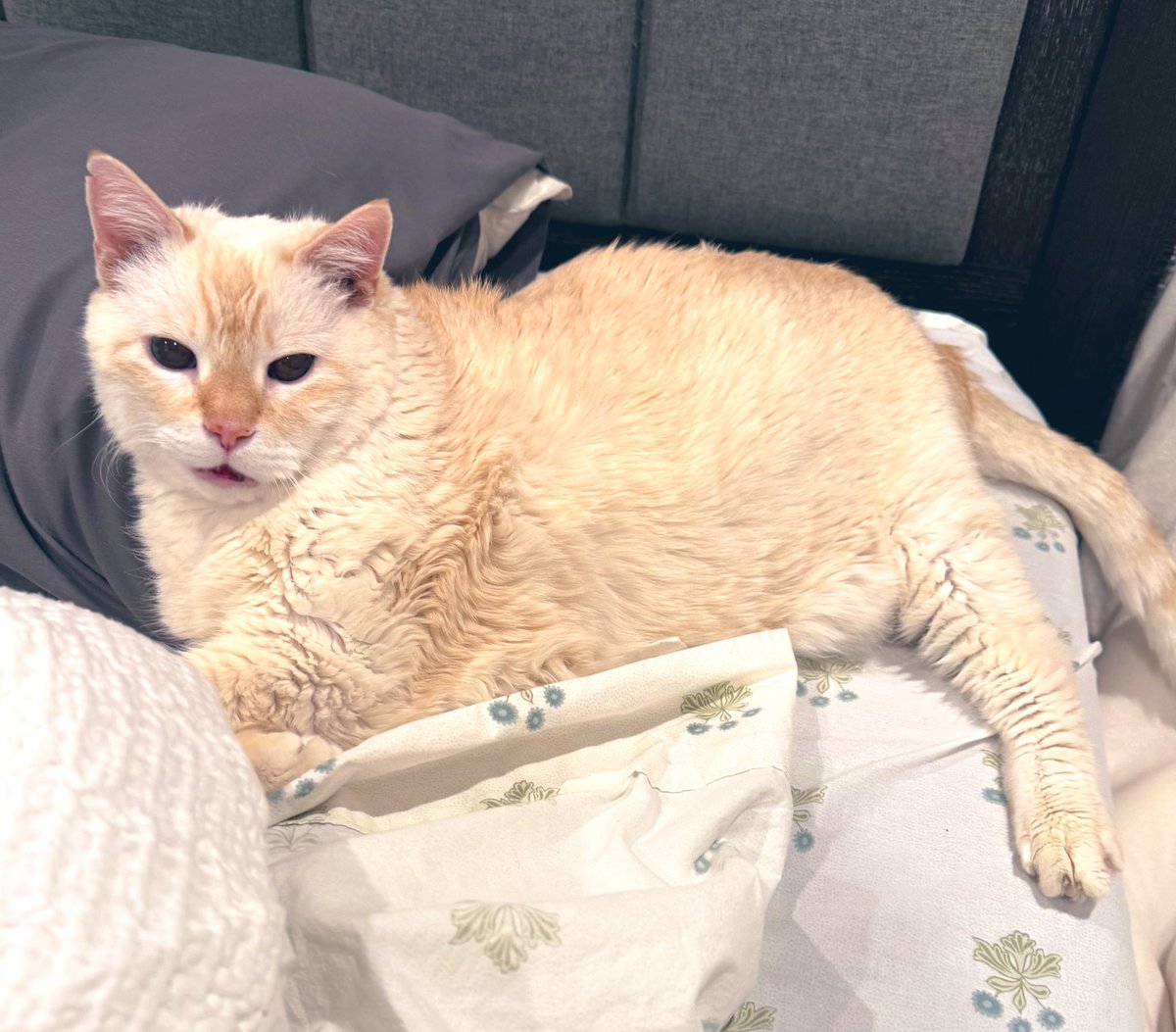 TuffyCat's tweet image. So, since 2nd Choice isn’t home right now, his pillow and his side of the bed are fair game. Those are the rules. I don’t make them up. #mineminemine #catrules #Cat