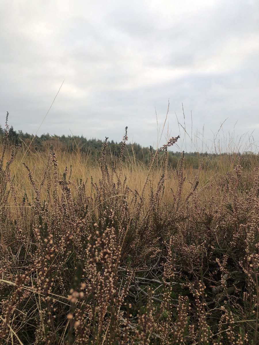 NStam5's tweet photo. Mooie dag vandaag met wandeling op de Mokerheide en daarna Allerzielenconcert van de @Bachvereniging in Musis! En er komt de komende dagen nog veel meer klokkenvreugde en drie avonden op rij Ars-Musica-blijheid aan: hoera!❤️🎶 #happysinger #carillonneurenherbe https://t.co/Ibs5v3VVwg