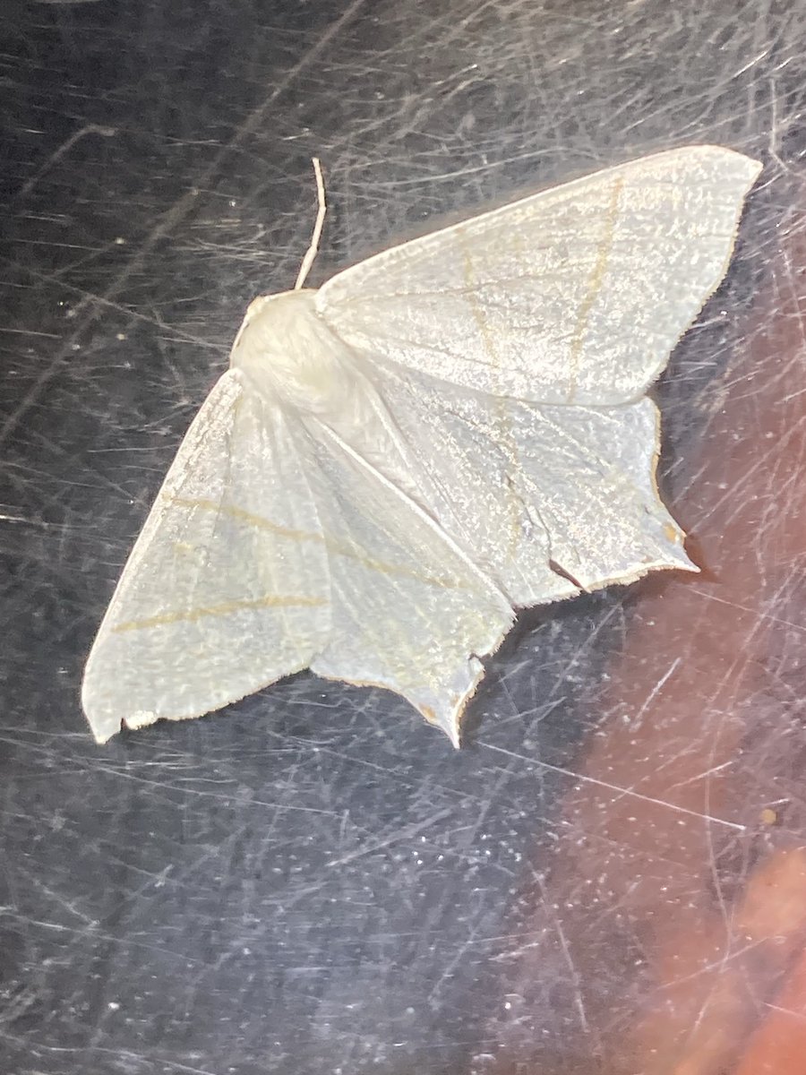 Paz Fletcher tweet media