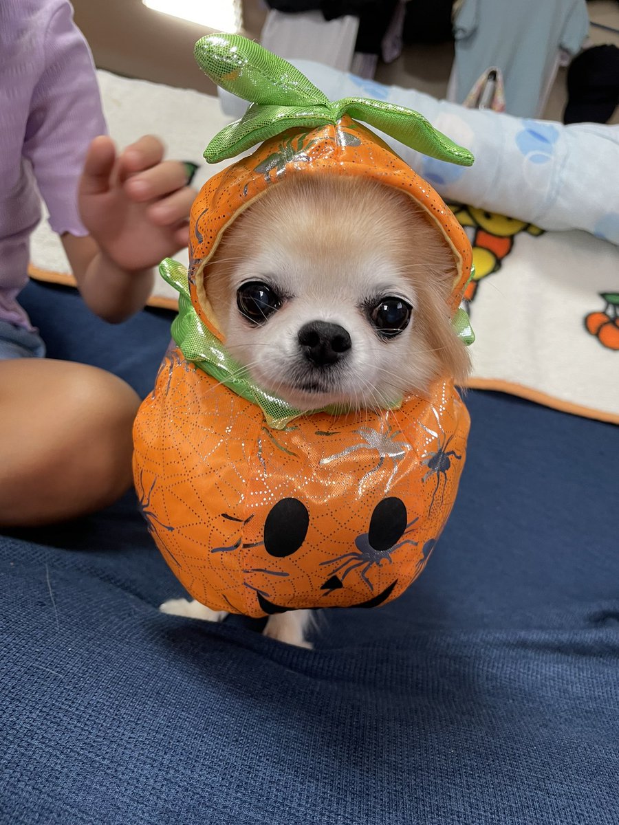 IsYg23's tweet photo. #ハロウィン仮装  #仮装犬 
服も仮装も着せられたら動けない😂
 #かぼちゃ  #チワワ  #犬居る暮らし 
 #ハロウィン 🎃 https://t.co/ROAY1cWiYx