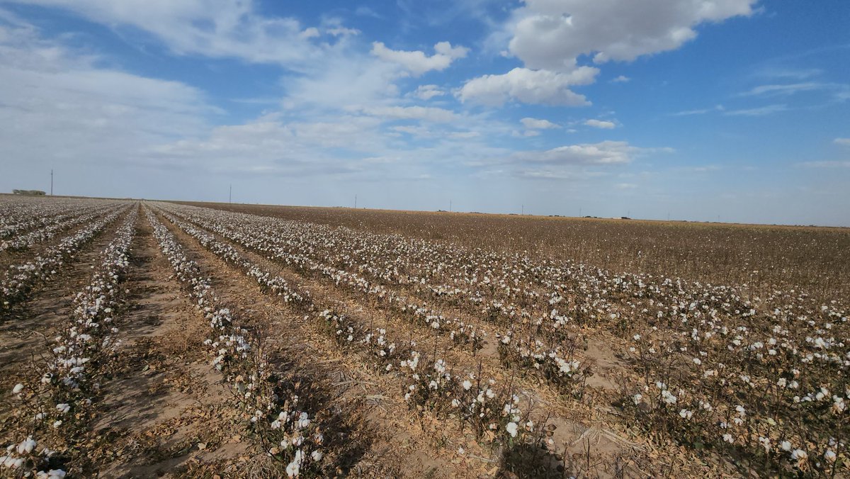 SainiDK10's tweet photo. Our field crew is currently stripping cotton as part of our #ClimateSmart commodity trial🙌🤞! Big thanks to Paul, Ethan, Slate, and Will for all the effort in making this possible! 👏 🙏 #CropForageSystemsLab @KJagadish_TTU @ISomayanda https://t.co/WmcmVU7E0j