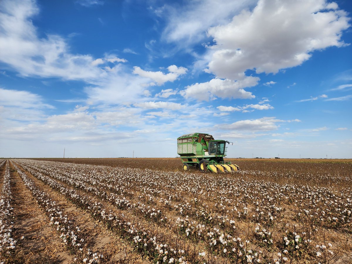 SainiDK10's tweet photo. Our field crew is currently stripping cotton as part of our #ClimateSmart commodity trial🙌🤞! Big thanks to Paul, Ethan, Slate, and Will for all the effort in making this possible! 👏 🙏 #CropForageSystemsLab @KJagadish_TTU @ISomayanda https://t.co/WmcmVU7E0j