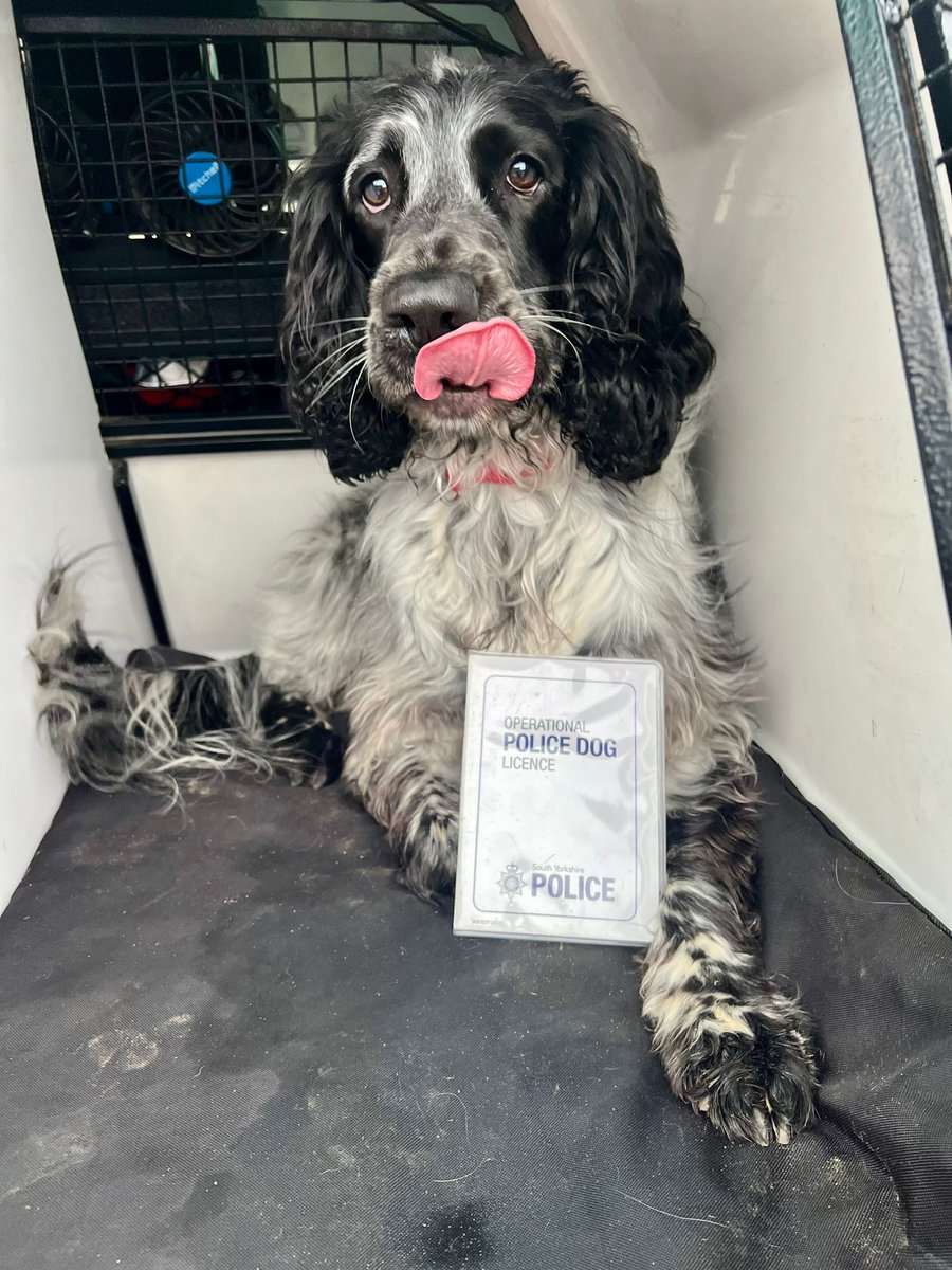 East Mids Fire Dog (@midsdog) on Twitter photo Well done to Barney and Tim this week as they have successfully passed their relicensing course with <a href="/syptweet/">South Yorkshire Police</a> Well done to Barney and Tim this week as they have successfully passed their relicensing course with <a href="/syptweet/">South Yorkshire Police</a>