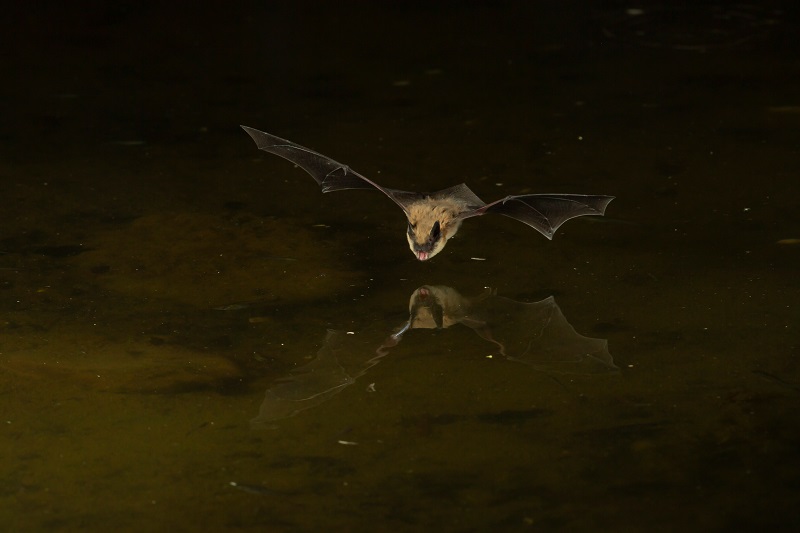 prospect_park's tweet photo. Not only is today #WildlifeWednesday but October 24-31 is also #InternationalBatWeek! 🦇 Prospect Park is home to several bat species, including the Big Brown Bat (Eptesicus fuscus), pictured here. Have you spotted a bat in Prospect Park?
c. https://t.co/B7i52cq3ZB https://t.co/T4rMhHXztq
