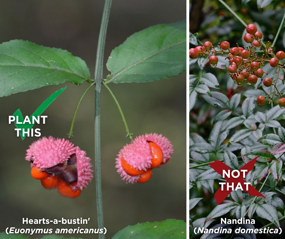 VirginiaDCR's tweet photo. Nandina is now on DCR’s updated #invasiveplant species list! 😬 Have it in your yard? Consider replacing it with a #nativeplant like Hearts-a-bustin' to support local wildlife and #biodiversity. 🌱 

More alterNATIVEs here: https://t.co/cNy6bpaZUm https://t.co/DaLOvq4XHC