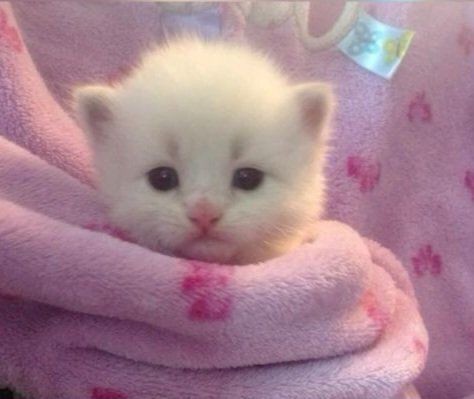 Catsillyness's tweet photo. In her banky https://t.co/IhqUrSmWyL
