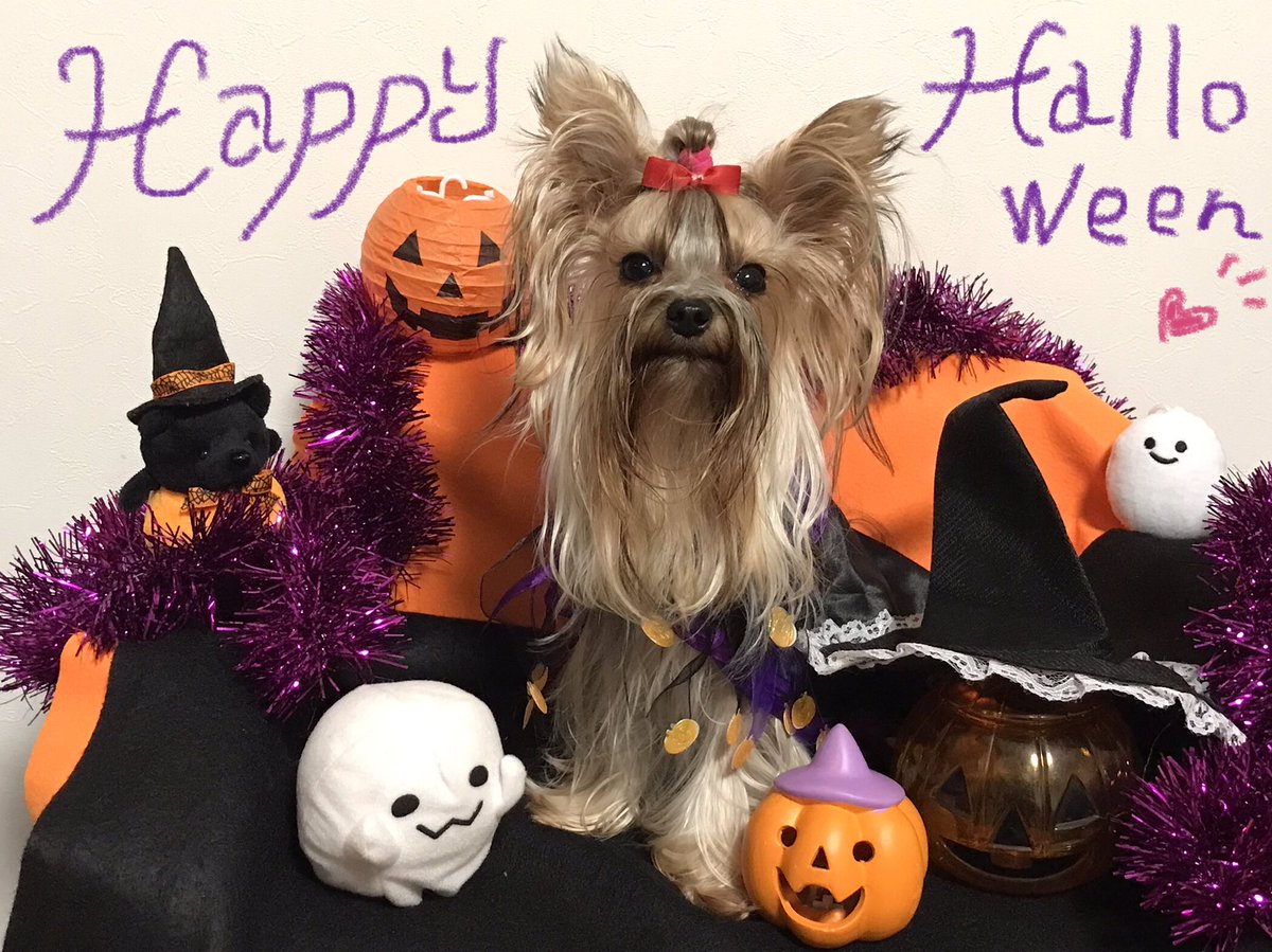 nmZnpFcTSPix8Vc's tweet photo. お菓子をくれなきゃイタズラしちゃうぞ🎃 https://t.co/FKYqCiJtzW