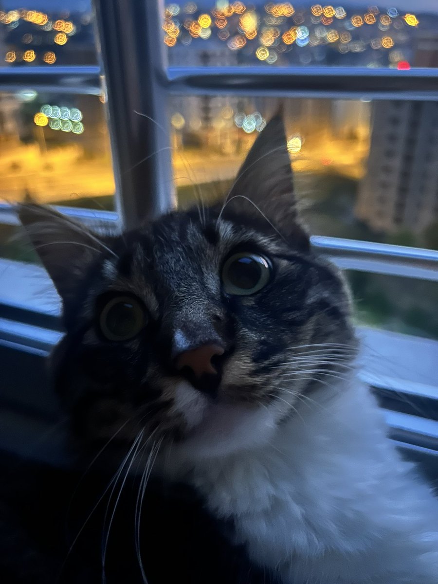 Baloş&Waffle (@baloswaffle) on Twitter photo 