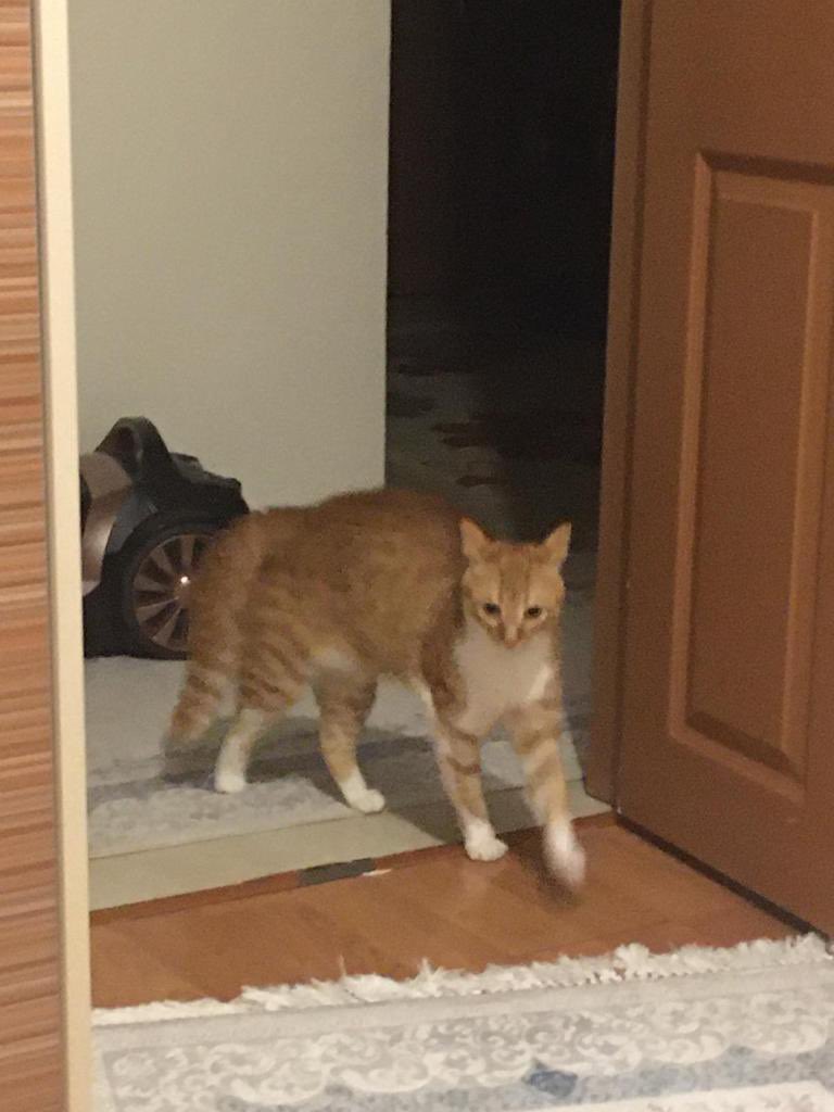 Baloş&Waffle (@baloswaffle) on Twitter photo 