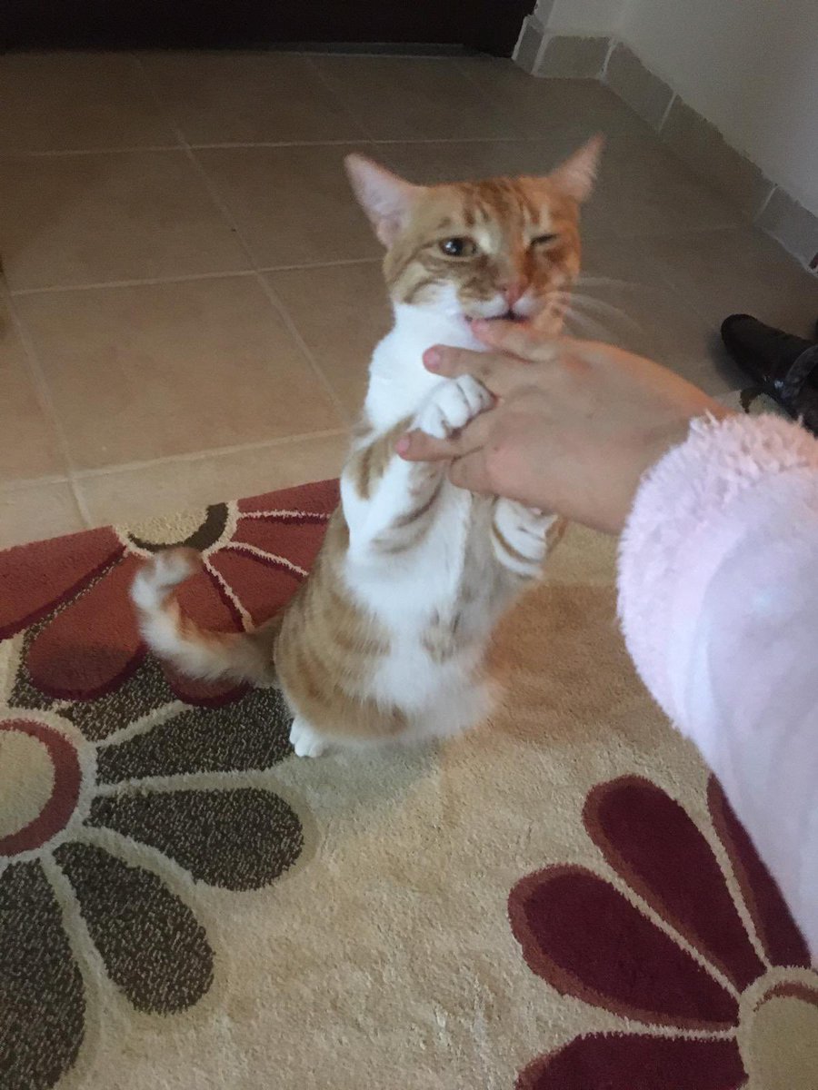 Baloş&Waffle (@baloswaffle) on Twitter photo 