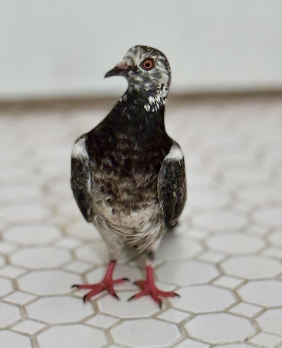 Wild Bird Fund tweet media