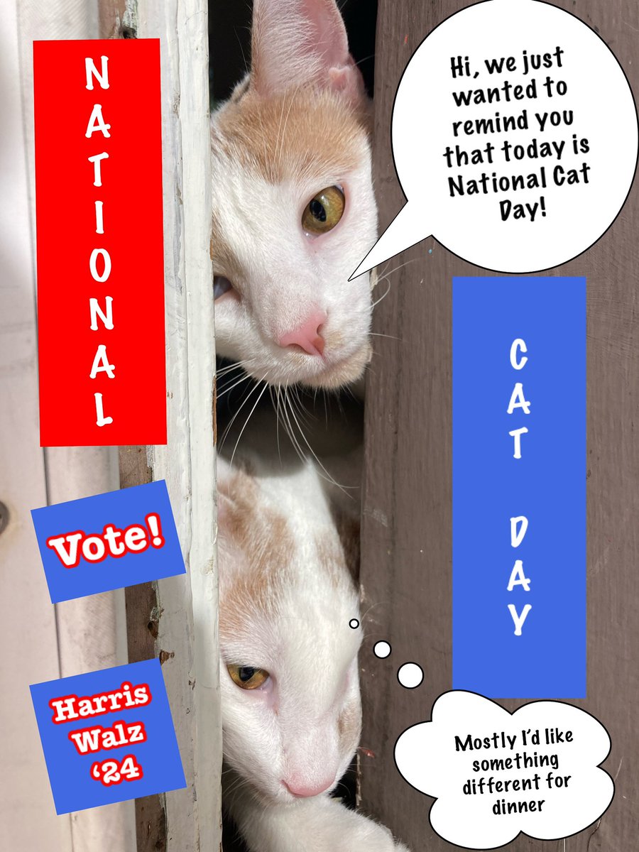 #NationalCatDay was yesterday, but with a pic like this one I know the kitties will forgive me for being a day late! Happy National Cat Day to those who celebrate! 

#catsforkamala #Harris_Walz2024 

📷 + 🐈 🐈 : Andrew Summersby