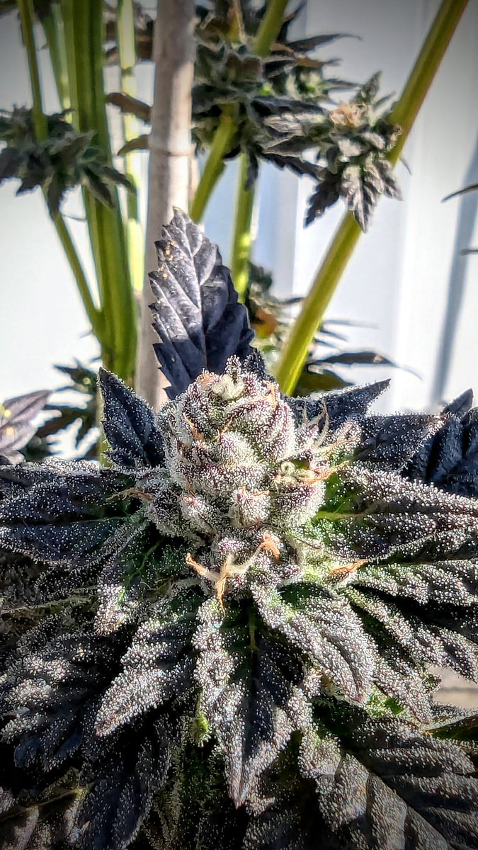 SmashGrows's tweet photo. I love this plant. Apple Fritter Lumpy's Cut x Chimera 3 by #SmokingMonkeyGenetics
Everything turned dark purple, blue, almost black except the bright green stems. Survived multiple 32f nights. Just chillin. My Thanksgiving strain!
#GrowYourOwn #Gromies #Mmeberville #cannabiscultivation