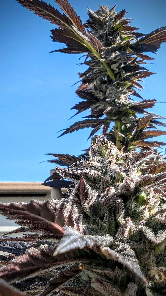 SmashGrows's tweet photo. I love this plant. Apple Fritter Lumpy's Cut x Chimera 3 by #SmokingMonkeyGenetics
Everything turned dark purple, blue, almost black except the bright green stems. Survived multiple 32f nights. Just chillin. My Thanksgiving strain!
#GrowYourOwn #Gromies #Mmeberville #cannabiscultivation