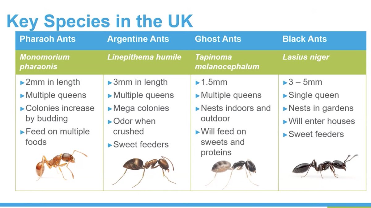 ICYMI. Ant Control.

If you were NOT one of the 140+ pest controllers who joined the  <a href="/britpestcontrol/">British Pest Control Association (BPCA)</a> forum - watch our Richard presenting ..

Conquering the colony: effective ant control strategies

It's all good stuff. 

Sponsored by <a href="/Killgerm/">Killgerm Chemicals</a> 

Watch > bit.ly/3UtnH65