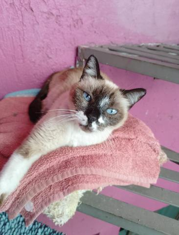 mascotamx's tweet photo. Esta gatita se quedó sola después de que su dueña que era mi vecina falleció. Esta esterilizada, tiene desparasitaciones, vacuna contra la rabia. Es muy sociable, cariñosa e inteligente, convive con perros, otros gatos y niños. En adopción.

Más info en https://t.co/LzACZ6WuKF https://t.co/XQ6YAMqSAp
