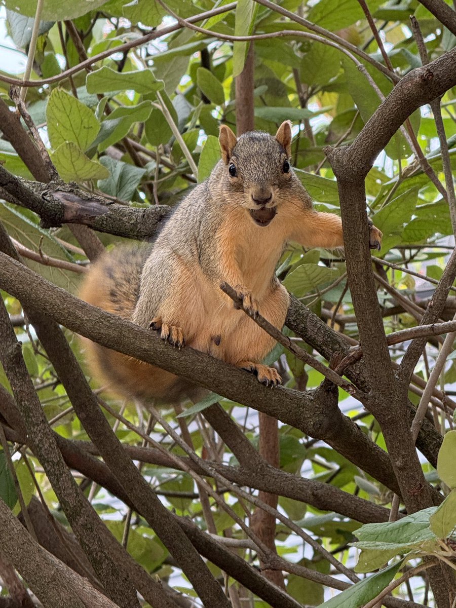 JoelSorrell's tweet image. Backyard timeline cleanse.
#16pro