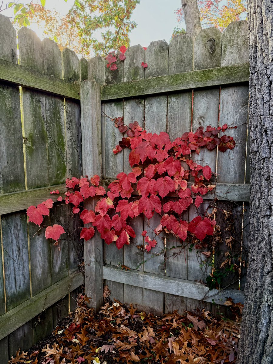 JoelSorrell's tweet image. Backyard timeline cleanse.
#16pro