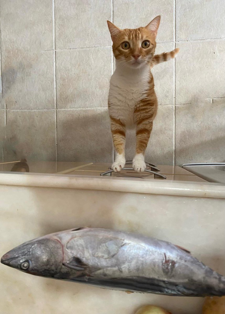 Baloş&Waffle (@baloswaffle) on Twitter photo 