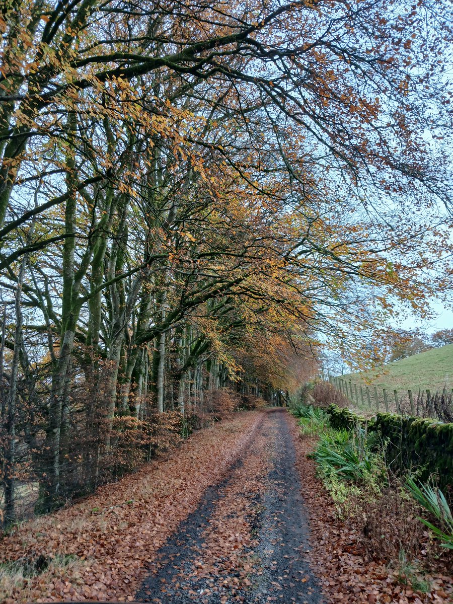 Daveinkelton's tweet photo. Just love this avenue with its old dyke on the right and gnarled beeches on the left. This autumn colours are great. https://t.co/HNlFeTNcV0