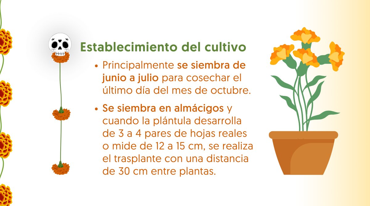 Agricultura_mex's tweet photo. La flor de cempasúchil es un elemento esencial y simbólico del Día de Muertos.

Gracias a su color y aroma es uno de los productos del campo más representativos de las ofrendas para los muertos.
Conoce más sobre su cultivo. https://t.co/UC9YdPPz69