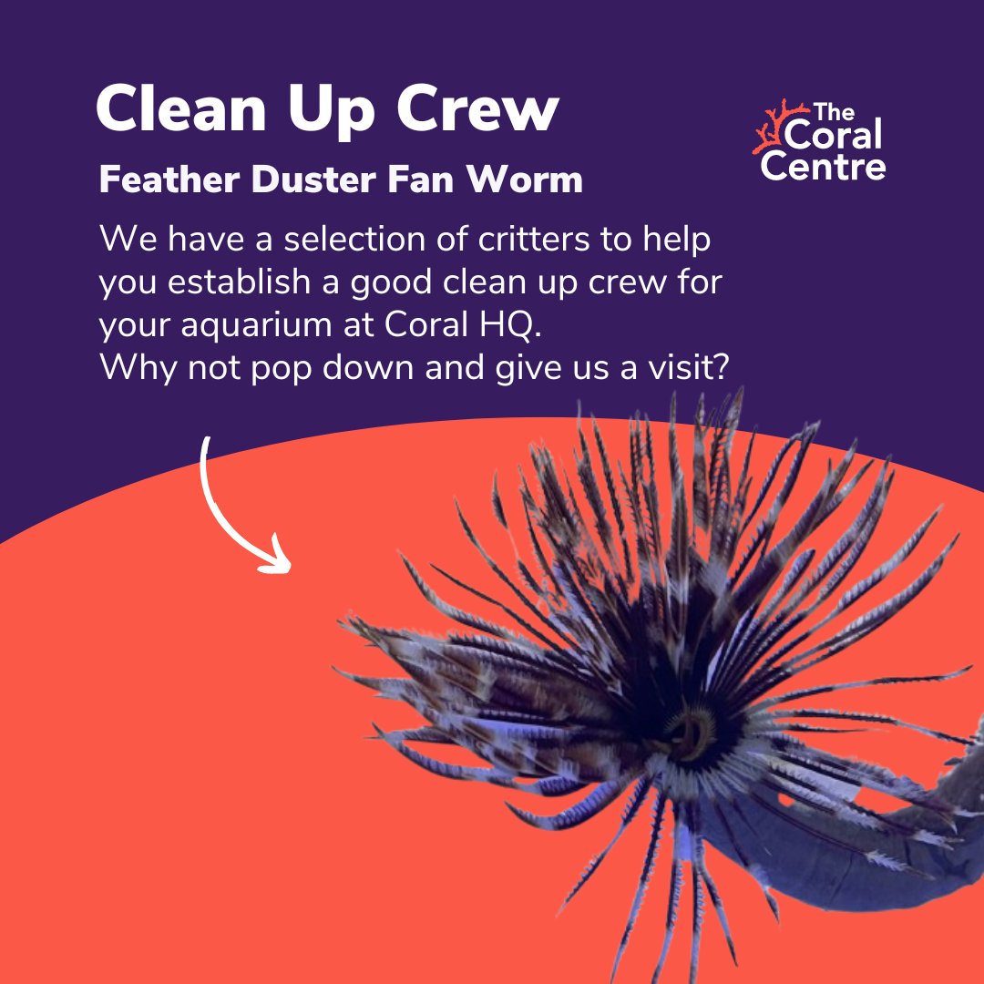 Feather Duster Fan Worms can be a rewarding and unique addition to your reef tank. 🪸

Best suited for nano tanks, place them on the sand surrounded by rock rubble. 🪨

Find out more about them here ➡️  heyor.ca/3ndc9o