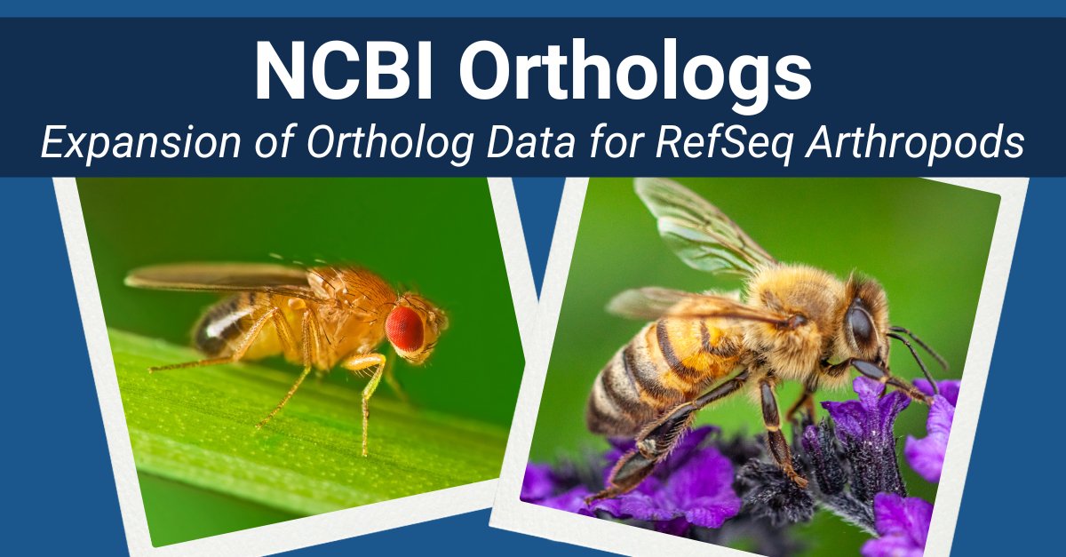 NCBI's tweet photo. We are excited to announce the expansion of ortholog data for RefSeq arthropods! This update expands the breadth of arthropod orthology information, offering new insights into evolutionary biology, gene function, and shared pathways. Learn more: https://t.co/0tlWg2B5QG #NCBICGR https://t.co/pN1XPxf7kE