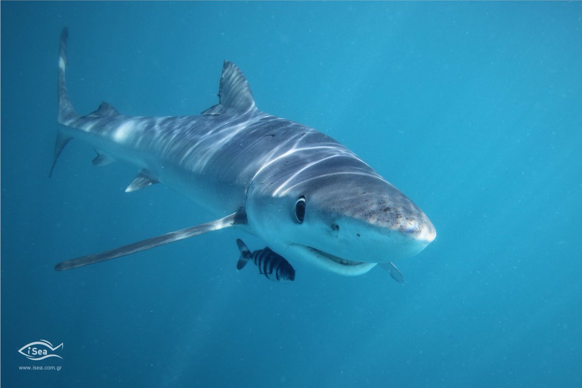 wwfitalia (@wwfitalia) on Twitter photo Al via #LIFEPROMETHEUS! Orgogliosi di essere partner x la protezione di squali e razze nel Mediterraneo. 5 anni di lavoro su catture accidentali, ecoturismo e consumo responsabile con una rete di eccellenza scientifica e comunità di pescatori <a href="/EU_MARE/">EU Maritime & Fish</a> <a href="/UnivPoliMarche/">UnivPM</a> <a href="/ISPRA_Press/">ISPRA - Ist. Sup. Protezione e Ricerca Ambientale</a> Al via #LIFEPROMETHEUS! Orgogliosi di essere partner x la protezione di squali e razze nel Mediterraneo. 5 anni di lavoro su catture accidentali, ecoturismo e consumo responsabile con una rete di eccellenza scientifica e comunità di pescatori <a href="/EU_MARE/">EU Maritime & Fish</a> <a href="/UnivPoliMarche/">UnivPM</a> <a href="/ISPRA_Press/">ISPRA - Ist. Sup. Protezione e Ricerca Ambientale</a>