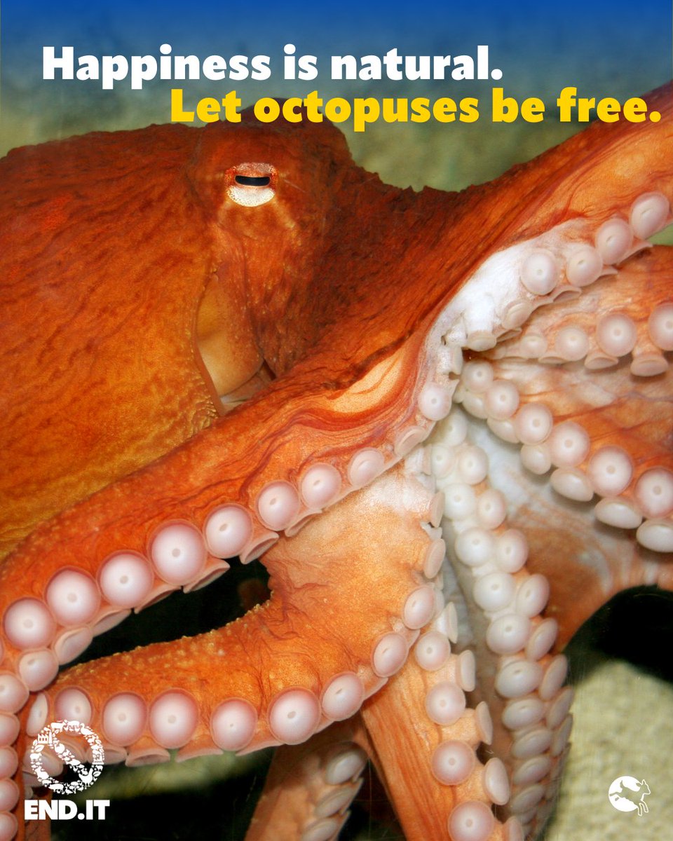 ciwfusa's tweet photo. Stop the suffering. #EndOctopusFarming💛 🐙 https://t.co/DtT91TNb7x