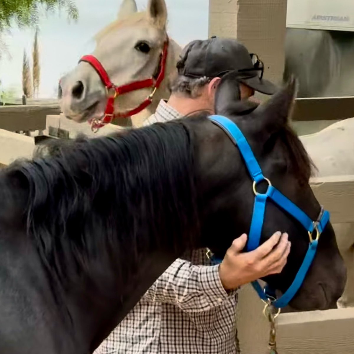 skydogsanctuary's tweet image. The 1st kindness our #wildhorse #rescues experience comes from the hauler who brings them from #killpen to #Skydog. Steve is one of the very best. Incredibly sensitive to their fears &amp;amp; needs, he calms &amp;amp; reassures them. Yesterday, he gently unloaded Casper &amp;amp; Raven at #Malibu.